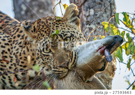 Leopard with a Duiker kill. 27593663