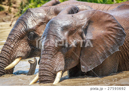 Elephants playing in the water. Elephants playing in the water. 27593692