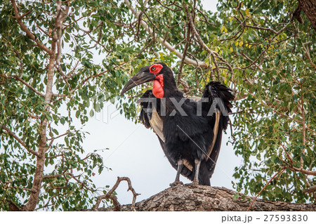 Southern ground hornbill in a tree. Southern ground hornbill in a tree. 27593830