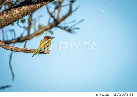 Little bee-eater sitting on a branch. 27593841