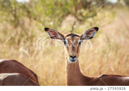 Female impala starring at the camera. Female impala starring at the camera. 27593926