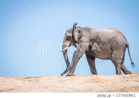 Elephant walking on a koppie. Elephant walking on a koppie. 27593961
