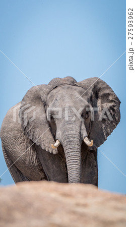 Close up of an Elephant. Close up of an Elephant. 27593962