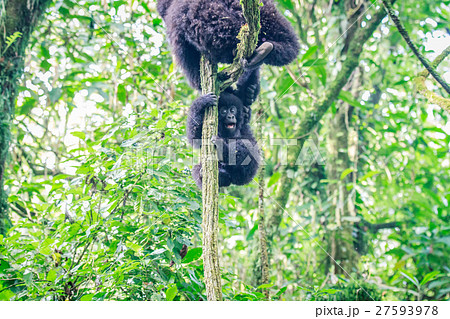 Baby Mountain gorilla playing in a tree. Baby Mountain gorilla playing in a tree. 27593978