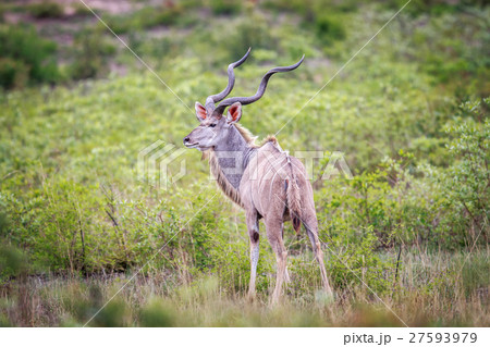 Male Kudu in the grass. Male Kudu in the grass. 27593979