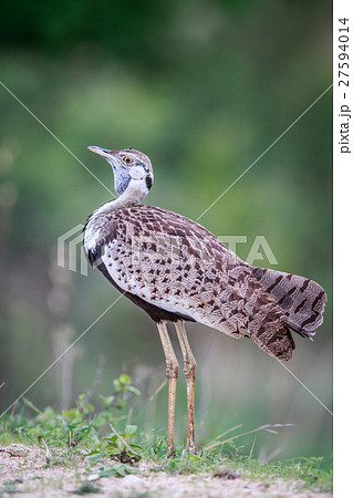 Side profile of a Black-bellied bustard. 27594014