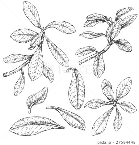 Ficus Branches  Sketch 27594448