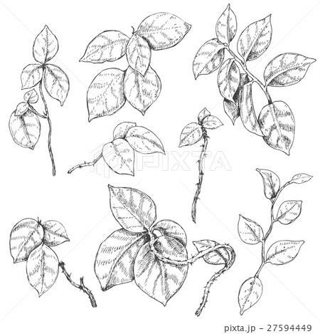 Liana Branches Sketch 27594449