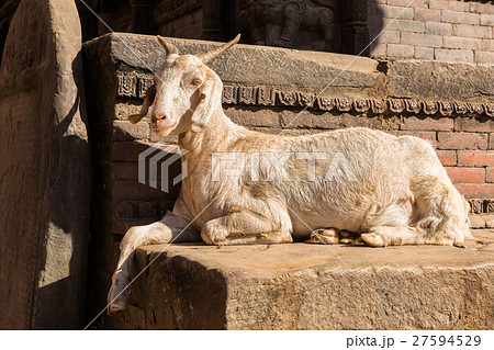 white goat lying near brick wall white goat lying near brick wall 27594529