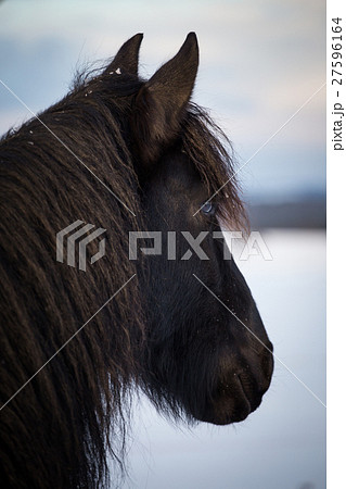 Portrait Friesian horse Portrait Friesian horse 27596164