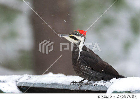 Female Pileated Woodpecker, (Dryocopus pileatus). Female Pileated Woodpecker, (Dryocopus pileatus). 27597687
