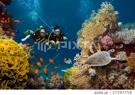 The loving couple dives among corals and fishes in the ocean The loving couple dives among corals and fishes in the ocean 27597759