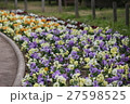 パンジーの花壇 27598525