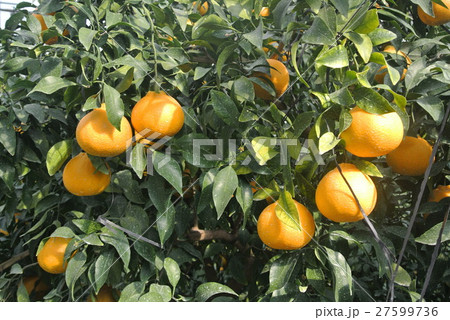 デコポン 27599736