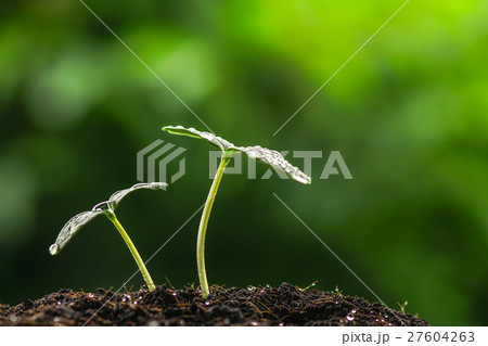 green sprout seed 27604263