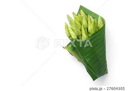 moon flower Ipomoea alba moon flower Ipomoea alba 27604305