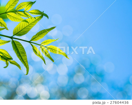 ニワナナカマドの若葉 ニワナナカマドの若葉 27604436