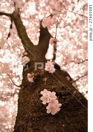 胴吹き桜 胴吹き桜 27605985