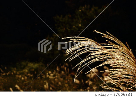 ススキ 薄 その1 Japanese Pampas Grassの写真素材