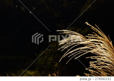 ススキ 薄 その2 Japanese Pampas Grassの写真素材