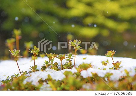 雪の中を芽吹く新芽の写真素材