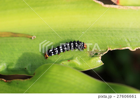 ハマユウの葉を食べるハマオモトヨトウの幼虫 27606661