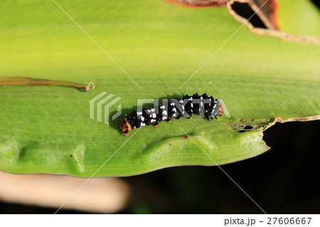ハマユウの葉を食べるハマオモトヨトウの幼虫 27606667