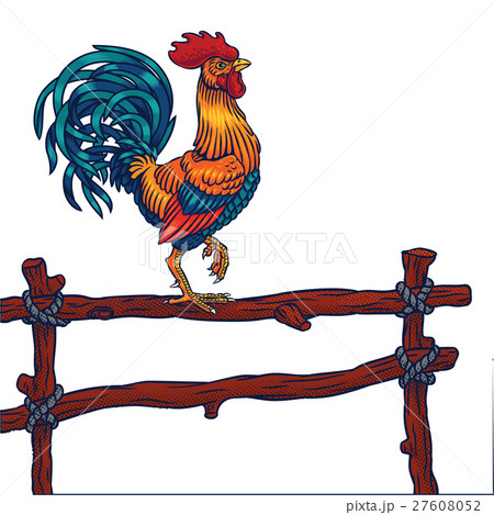 Vector illustration of a rooster Vector illustration of a rooster 27608052
