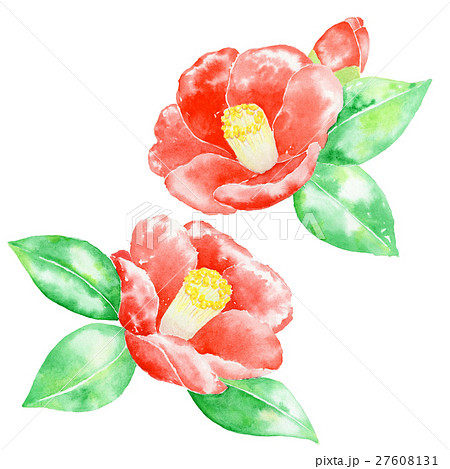 美しい花の画像 ラブリー椿 イラスト 手書き
