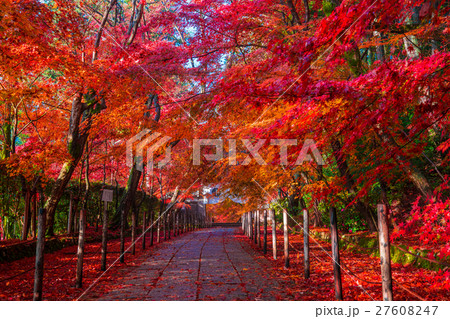 京都　光明寺の紅葉　 27608247