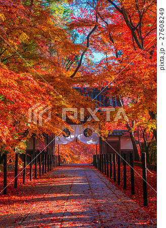 京都 光明寺の紅葉 京都 光明寺の紅葉 27608249