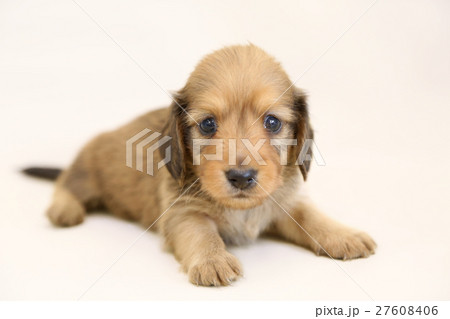 ダックス子犬 27608406