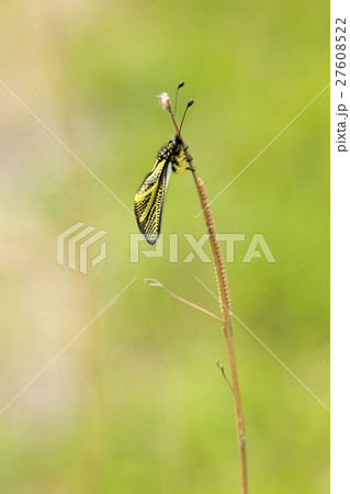 キバネツノトンボ 27608522