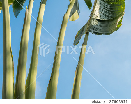 Banana tree leaves Banana tree leaves 27608951