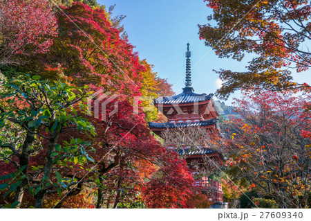 京都 三室戸寺の紅葉の写真素材