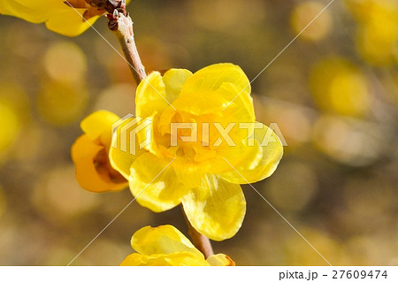 ロウバイ 27609474