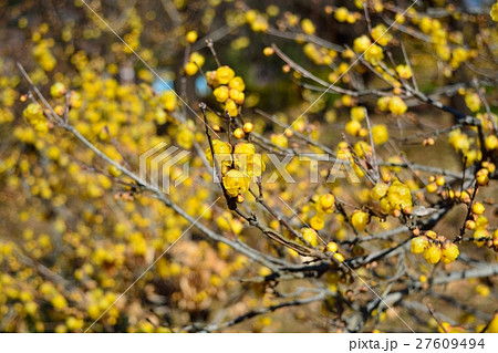 ロウバイ 27609494