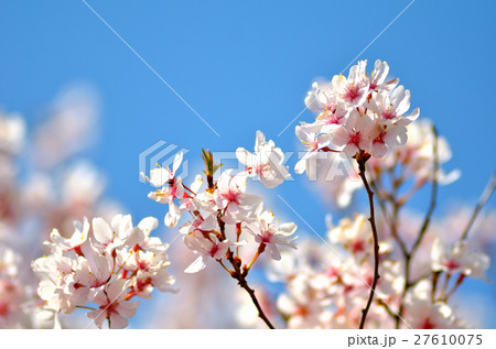 青空と桜 27610075