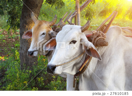 Two asian oxen close-up 27610185