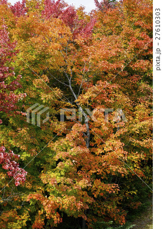 カナダの紅葉 カナダの紅葉 27610303