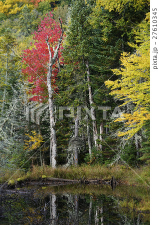 カナダの紅葉 カナダの紅葉 27610345