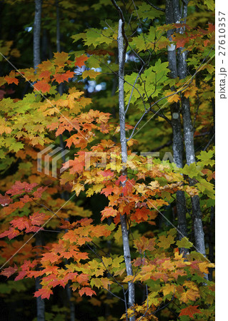 カナダの紅葉 27610357