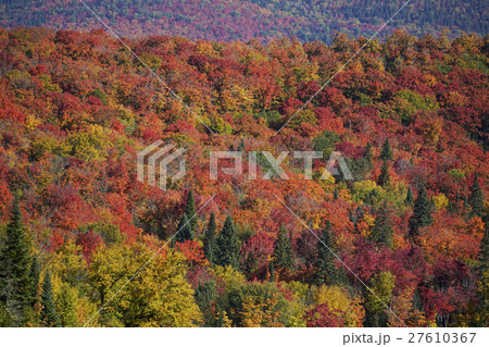 カナダの紅葉 27610367