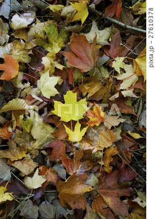 カナダの紅葉 カナダの紅葉 27610378
