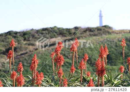 アロエ咲く、伊豆爪木崎 27611420