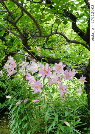 美しいユリ ピンクのカサブランカ 美しいユリ ピンクのカサブランカ 27612032