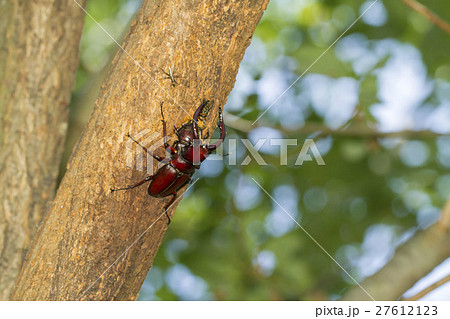 ノコギリクワガタ ノコギリクワガタ 27612123