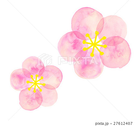 梅の花 水彩のイラスト素材 27612407 Pixta