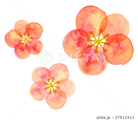 梅の花 水彩のイラスト素材 27612411 Pixta