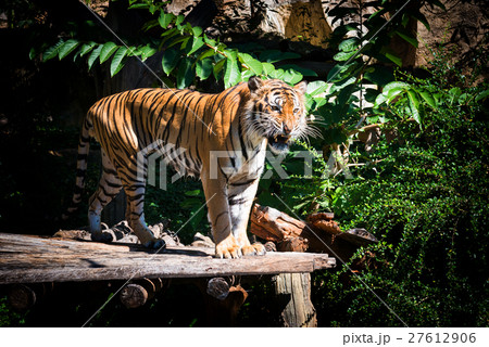 Tiger at the zoo 27612906